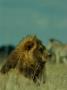 A Male African Lion Proudly Surveys His Kingdom by Beverly Joubert Limited Edition Print