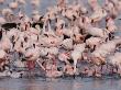 Lesser Flamingos Gathered On The Chobe River by Beverly Joubert Limited Edition Pricing Art Print