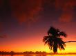 Coconut Palm In Sunset Silhouette At Aitutaki Lagoon, Aitutaki, Southern Group, Cook Islands by John Banagan Limited Edition Print