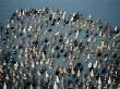 Ducks On The Water, Amarapura, Mandalay, Myanmar (Burma) by Bernard Napthine Limited Edition Print