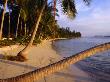 Palm Trees On Beach, Thailand by Joe Cummings Limited Edition Pricing Art Print