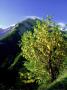 Wild Laburnum, Col Dallos Maritime Alps, France by Bob Gibbons Limited Edition Print