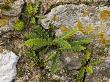 Rustyback Fern On Wall, Uk by Geoff Kidd Limited Edition Pricing Art Print