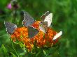 Grey Copper Butterflies, Feeding, Minnesota by David Boag Limited Edition Print