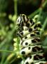 Swallowtail Butterfly, Larva Eating, Italy by Raymond Blythe Limited Edition Print