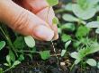 Hand Thinning Helianthus (Sunflower) Seedlings by Linda Burgess Limited Edition Print