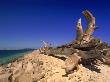 Driftwood On Beach by John Coletti Limited Edition Print