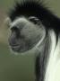 Black&White Colobus Monkey, Colobus Polykomos Africa by Brian Kenney Limited Edition Print