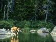 Moose, Calf Climbing Into Water, Usa by Brian Kenney Limited Edition Print
