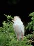 Cattle Egret, Breeding Plumage, Florida by Brian Kenney Limited Edition Print