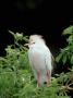 Cattle Egret, Breeding Plumage, Florida by Brian Kenney Limited Edition Pricing Art Print