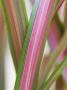 Phormium Jester, Close Up Of Leaves by Kidd Geoff Limited Edition Pricing Art Print