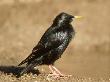 Spotless Starling, Adult, Spain by Carlos Sanchez Alonso Limited Edition Pricing Art Print