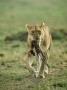 Lioness, Carrying Baby Thomsons Gazelle, Kenya by David W. Breed Limited Edition Print
