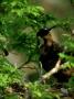 Ornate Hawk-Eagle At Nest, Mexico And S. America by Patricio Robles Gil Limited Edition Print