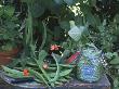 Fresh & Salted Runner Beans Still Life On Table With Glass Jar, Beans, Pelargonium & Knife by Linda Burgess Limited Edition Pricing Art Print