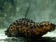 Sea Cucumber/Cotton Spinner, Devon, Uk by Oxford Scientific Limited Edition Print