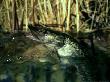 Pike, Esox Lucius Emerging From Water by Overseas Press Agency Limited Edition Print