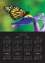 Monarch Butterfly On A Dutch Iris by Darrell Gulin Limited Edition Print