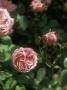 Rosa Hermosa (China Rose) by David Askham Limited Edition Print