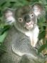 Koala, Portrait, Australia by Patricio Robles Gil Limited Edition Print