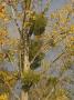 Viscum Album, Autumn In Fruit by Bob Gibbons Limited Edition Pricing Art Print