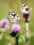 Marbled White Butterfly, Feeding On Slender Thistle, West Berkshire, Uk by Philip Tull Limited Edition Print