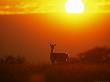 Fallow Deer, Doe At Sunset, Hampshire, Uk by David Tipling Limited Edition Print