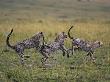 Cheetahs Bounding Through Grassland by Andy Rouse Limited Edition Print