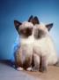 Two Siamese Kittens Indoors by Richard Stacks Limited Edition Print