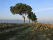 Trees Standing On Cliff by Fogstock Llc Limited Edition Print