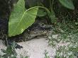 South American Caiman Alligator, Amazon, Peru by Jeff Randall Limited Edition Print