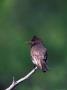 Black Phoebe Bird Sitting On A Branch by Fogstock Llc Limited Edition Print