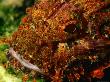 Scorpion Fish (Genus Scorpaena), Oman by Chris Mellor Limited Edition Print