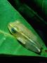 Tree Frog On Underside Of Leaf In Eastern Madagascar, Madagascar by David Curl Limited Edition Print