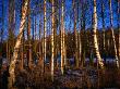 Late Afternoon Sunlight Through The Silver Birch Woodlands Of Tibble Near Stockholm, Sweden by Cornwallis Graeme Limited Edition Print