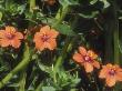 Scarlet Pimpernel, Summer by David Boag Limited Edition Pricing Art Print