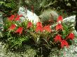 Orchid, Cordillera Blanca, Peru by Michael Fogden Limited Edition Pricing Art Print