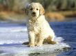 Golden Retriever Puppy, Sitting On Winter Ice by Alan And Sandy Carey Limited Edition Print