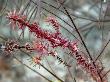 Ornate Ghostpipefish, Female, Malaysia by David B. Fleetham Limited Edition Print