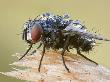 Tachinid Fly Covered In Dew Drops, Stockholm, Sweden by John Hallmen Limited Edition Print