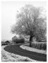 Misty Country Road by Stephen Rutherford-Bate Limited Edition Print