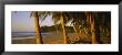 Palm Trees On The Beach, Samara Beach, Guanacaste Province, Costa Rica by Panoramic Images Limited Edition Print