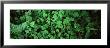 Green Leaves, Hoh Rain Forest, Olympic National Park, Washington State, Usa by Panoramic Images Limited Edition Pricing Art Print