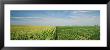 Corn And Soybean Fields On A Landscape, Herscher, Illinois, Usa by Panoramic Images Limited Edition Print