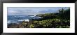 Plants On A Rocky Landscape, Waianapanapa State Park, Hana, Maui, Hawaii, Usa by Panoramic Images Limited Edition Print