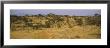 Trees On A Landscape, Samburu National Reserve, Kenya by Panoramic Images Limited Edition Print