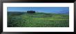 Cypress Trees In A Field, Tuscany, Italy by Panoramic Images Limited Edition Print