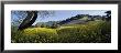 Mustard Flowers In A Field, Napa Valley, California, Usa by Panoramic Images Limited Edition Print