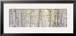 Autumn Aspens With Snow, Colorado, Usa by Panoramic Images Limited Edition Print